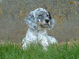 SETTER ANGLAIS 318
